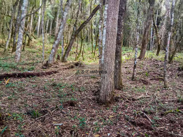 #231 - Terreno para Venda em Campos do Jordão - SP - 2