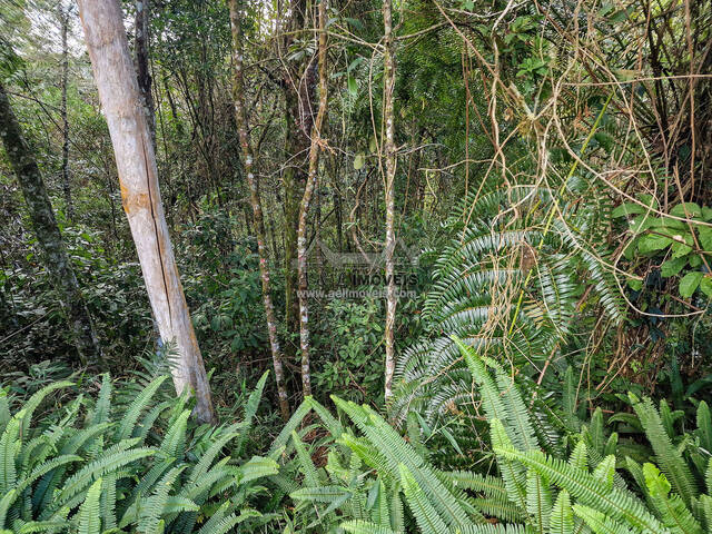 Terreno para Venda em Campos do Jordão - 5