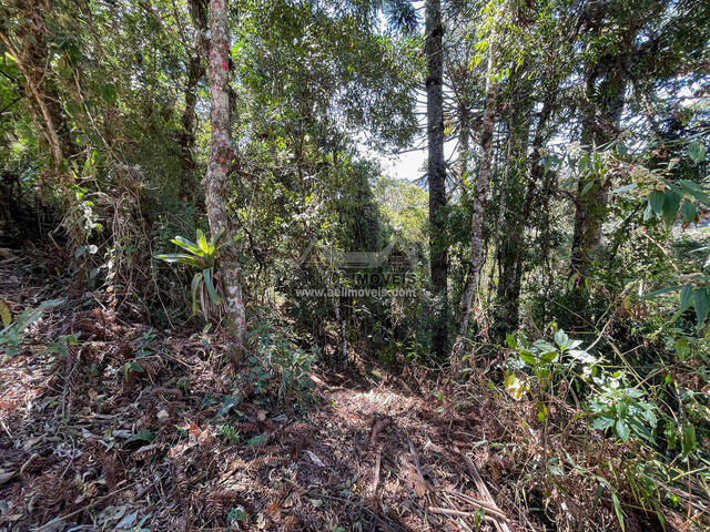 #354 - Terreno para Venda em Campos do Jordão - SP - 3