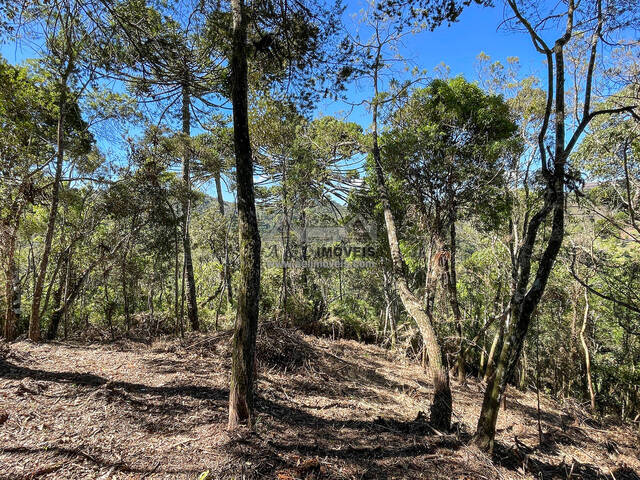 #286 - Terreno para Venda em Campos do Jordão - SP - 3